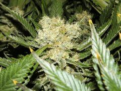 Bud Amnesia