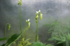 drosera