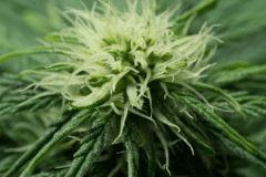macro Bud