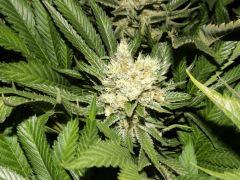 Bud Amnesia