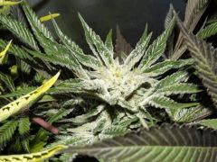 Super neige Diesel