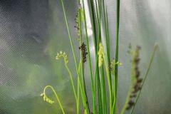 drosera rose