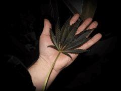 feuille noire 1