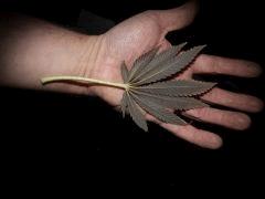 dos feuille noire