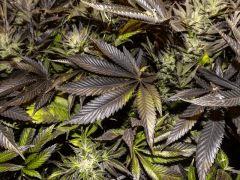 gros plan feuilles