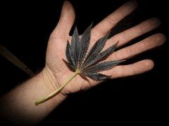Feuille noire 2