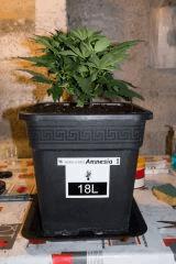 Amnesia 1 après rempotage