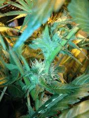 bud 2