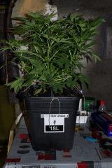 Diesel 1-1