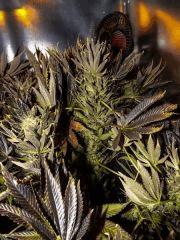 super bud