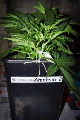 Amnesia 2-2