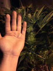 compa bud
