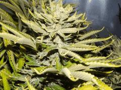Bud Amnesia