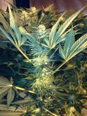 bud