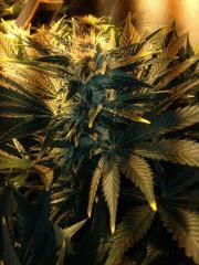 bud