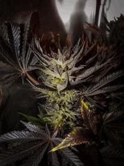 bud de diesel