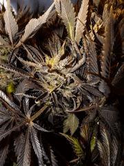 bud