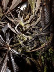 autre bud de diesel