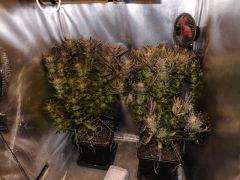 les deux BCN diesel après nettoyage