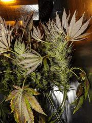 super bud!