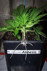 Amnesia 1