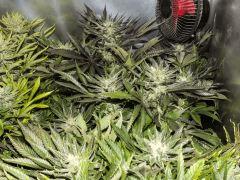 Super phéno BCN Diesel