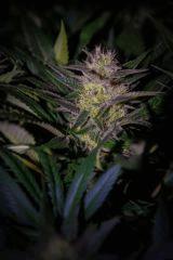 Bud