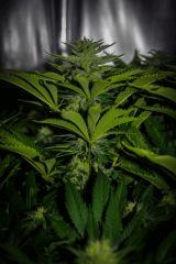 bud