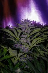 bud