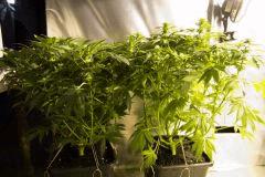 plantes de l'avant