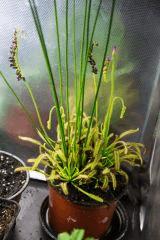 Drosera rempotée