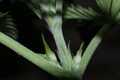 Pistils!