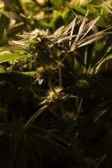 buds
