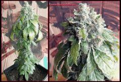 214 herijuana F61