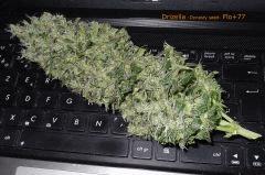 00drizella (6)