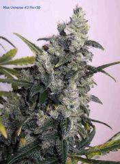 275 Bud Miss Universe F50