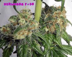 02herijuana (1)