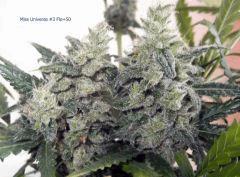 273 Bud Miss Universe F50