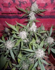 331 shiva99 F49
