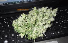 Drizella Flo 70 CUT