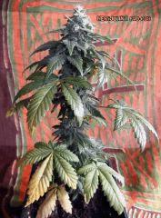 02herijuana (3)