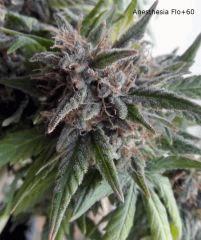 01anesthesia (2)