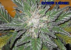 003extremaXheiribei freebee