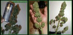 02herijuana (4)