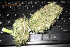 01anesthesia (4)