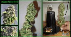 02herijuana (5)