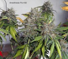 01anesthesia (1)