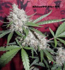 330 shiva99 F49