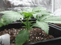 plante n°1