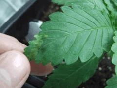 plante n°1
